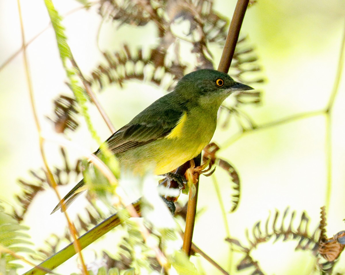 Black-faced Dacnis - ML171665971