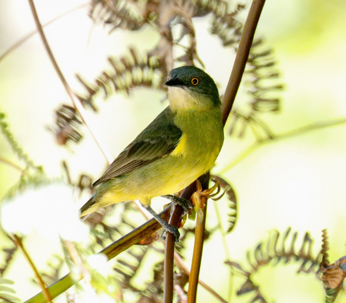 Black-faced Dacnis - ML171666091