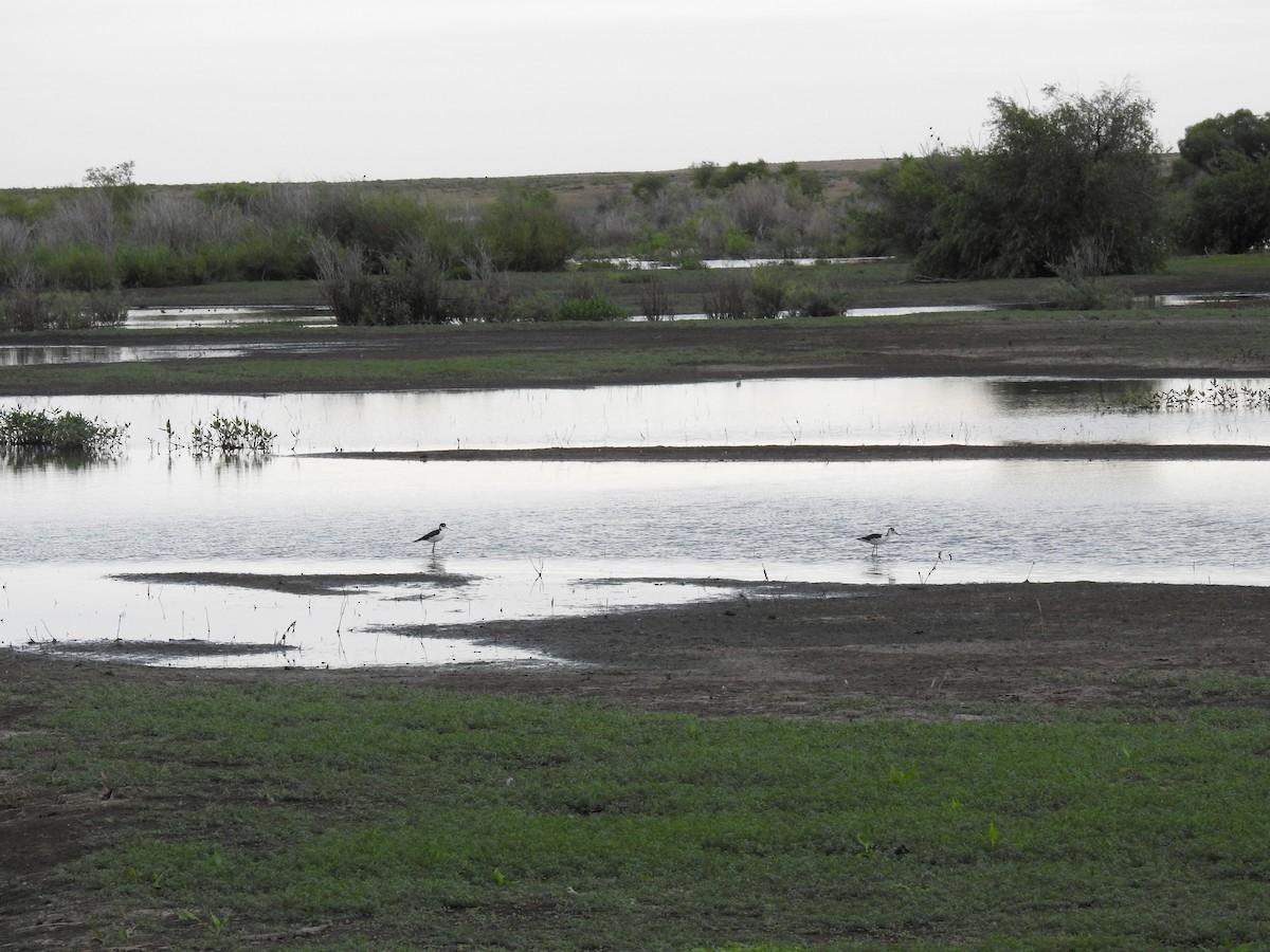 Black-necked Stilt - ML171667541