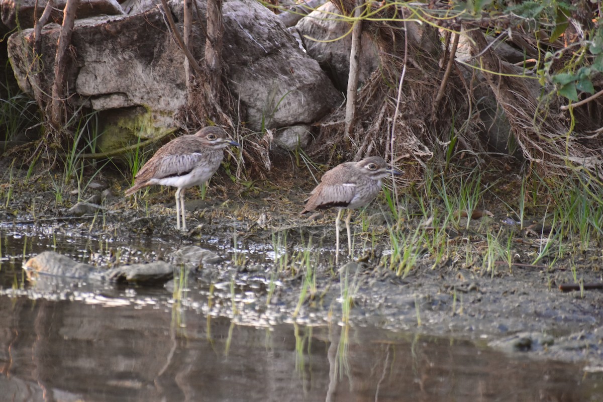 Water Thick-knee - Stuart Malcolm