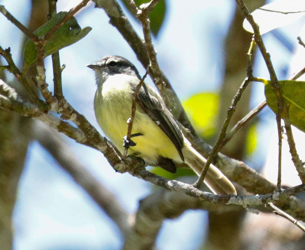 Sooty-headed Tyrannulet - ML171668251