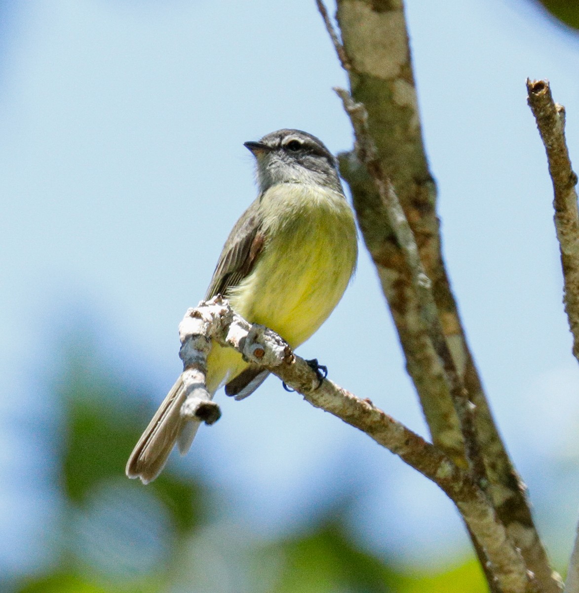 Sooty-headed Tyrannulet - ML171668561