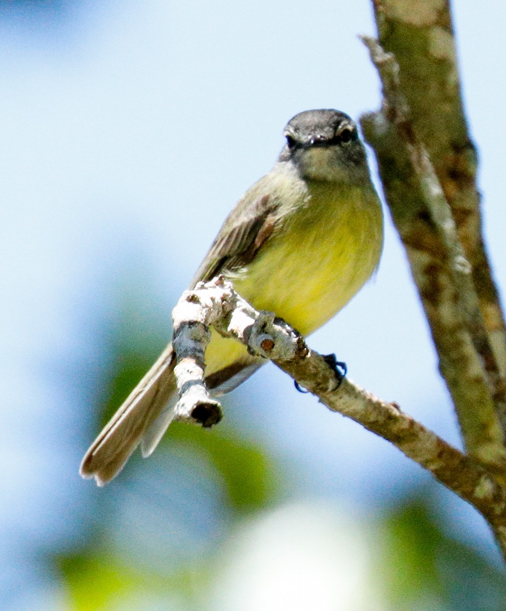 Sooty-headed Tyrannulet - ML171668711