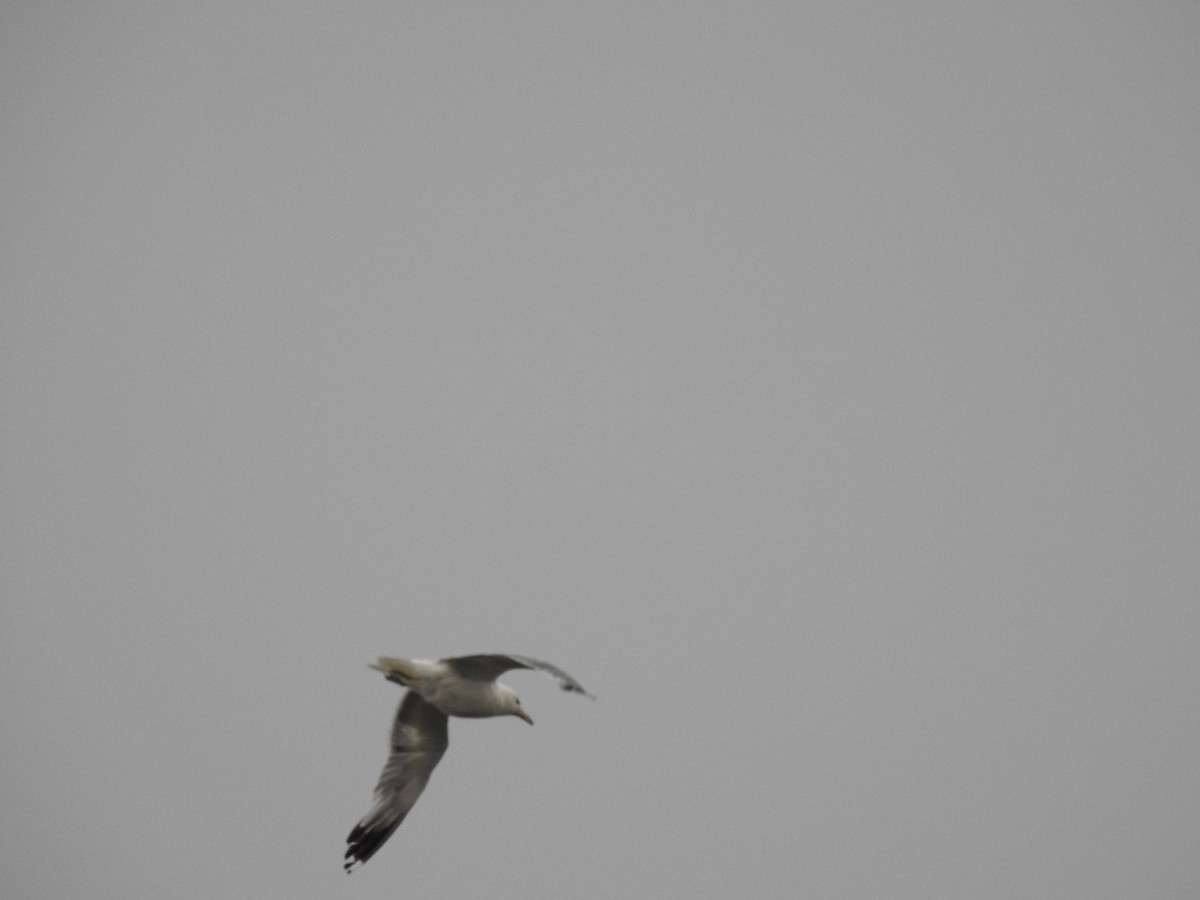 goéland ou mouette sp. - ML171669371