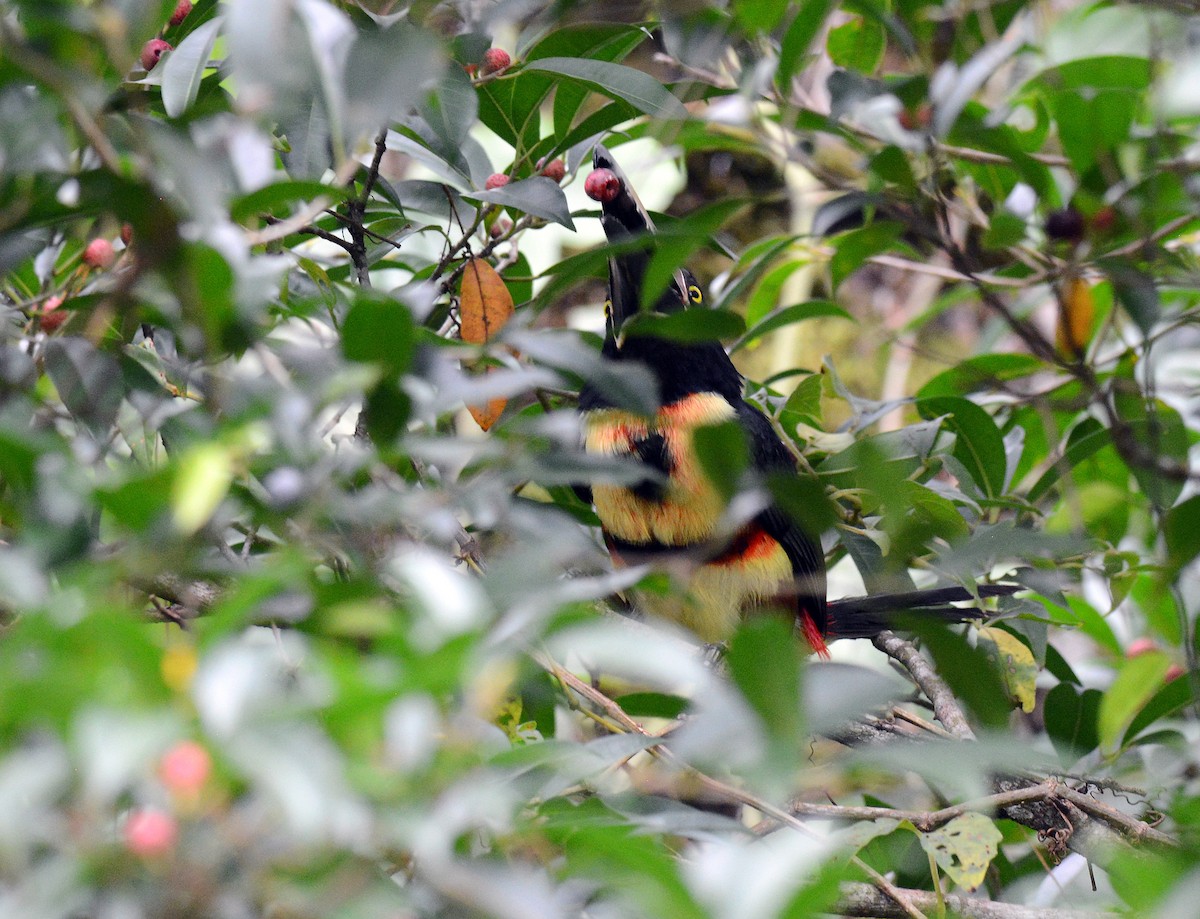 Collared Aracari - ML171672981