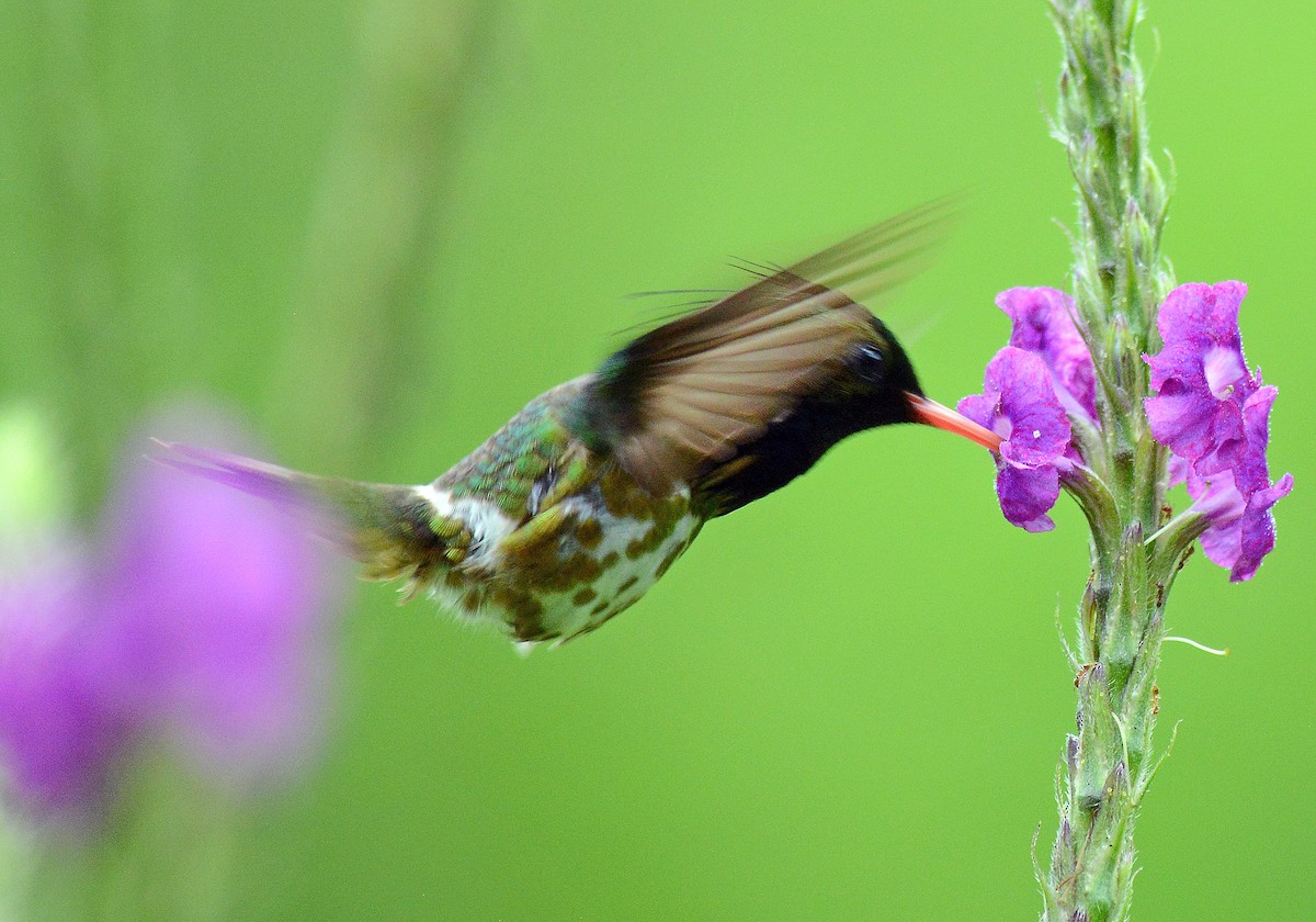 Black-crested Coquette - ML171673021