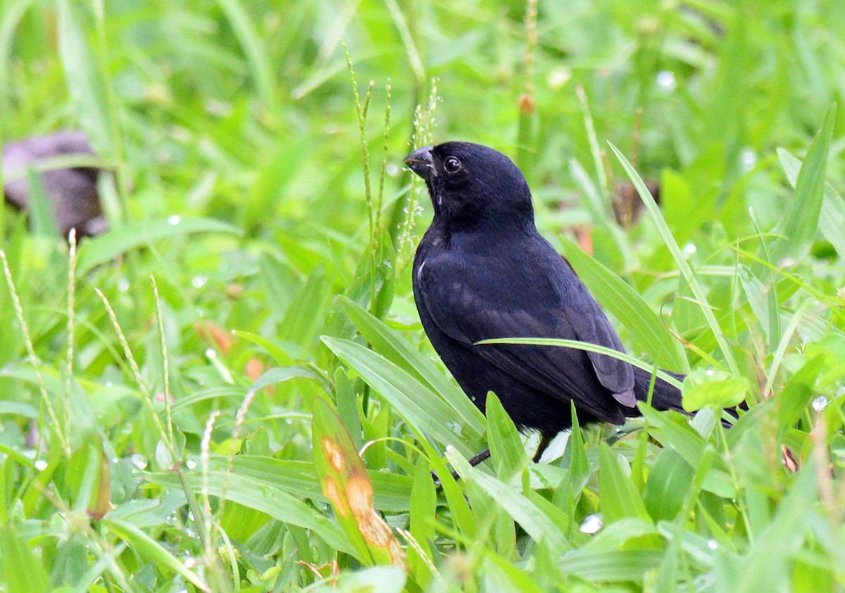 Blue-black Grassquit - ML171673221