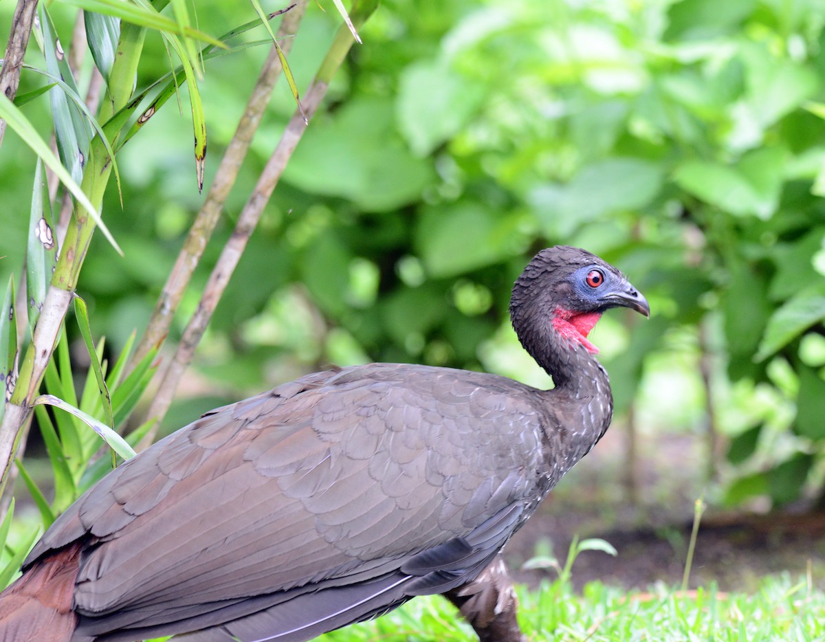 Crested Guan - ML171673291