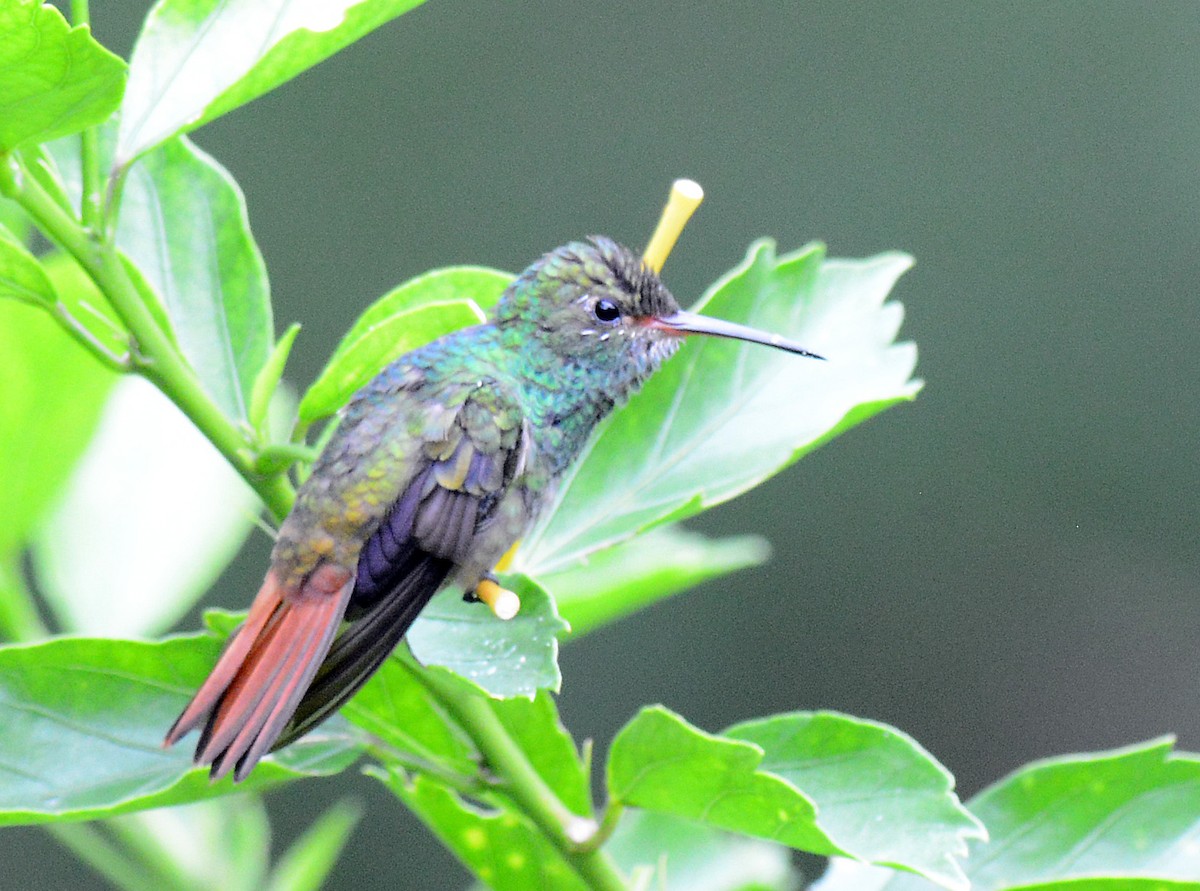 Rufous-tailed Hummingbird - ML171673361