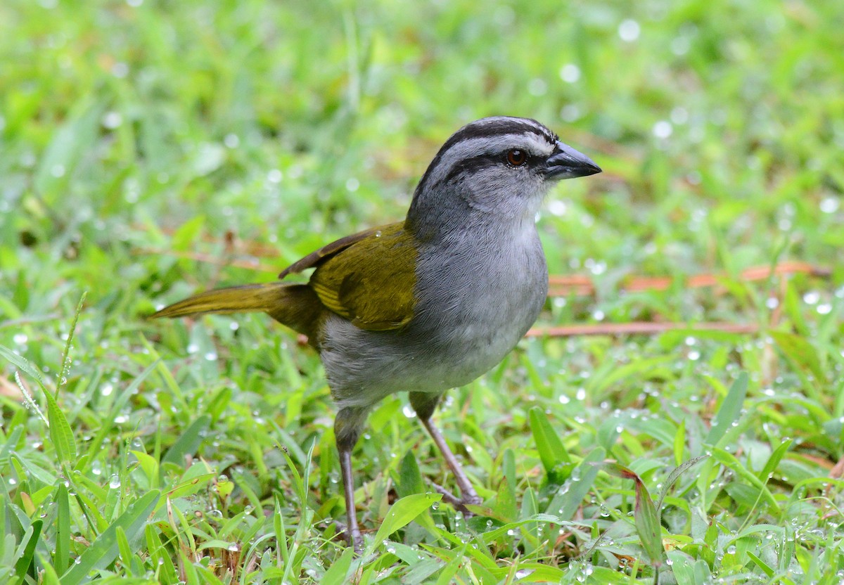 Black-striped Sparrow - ML171673431