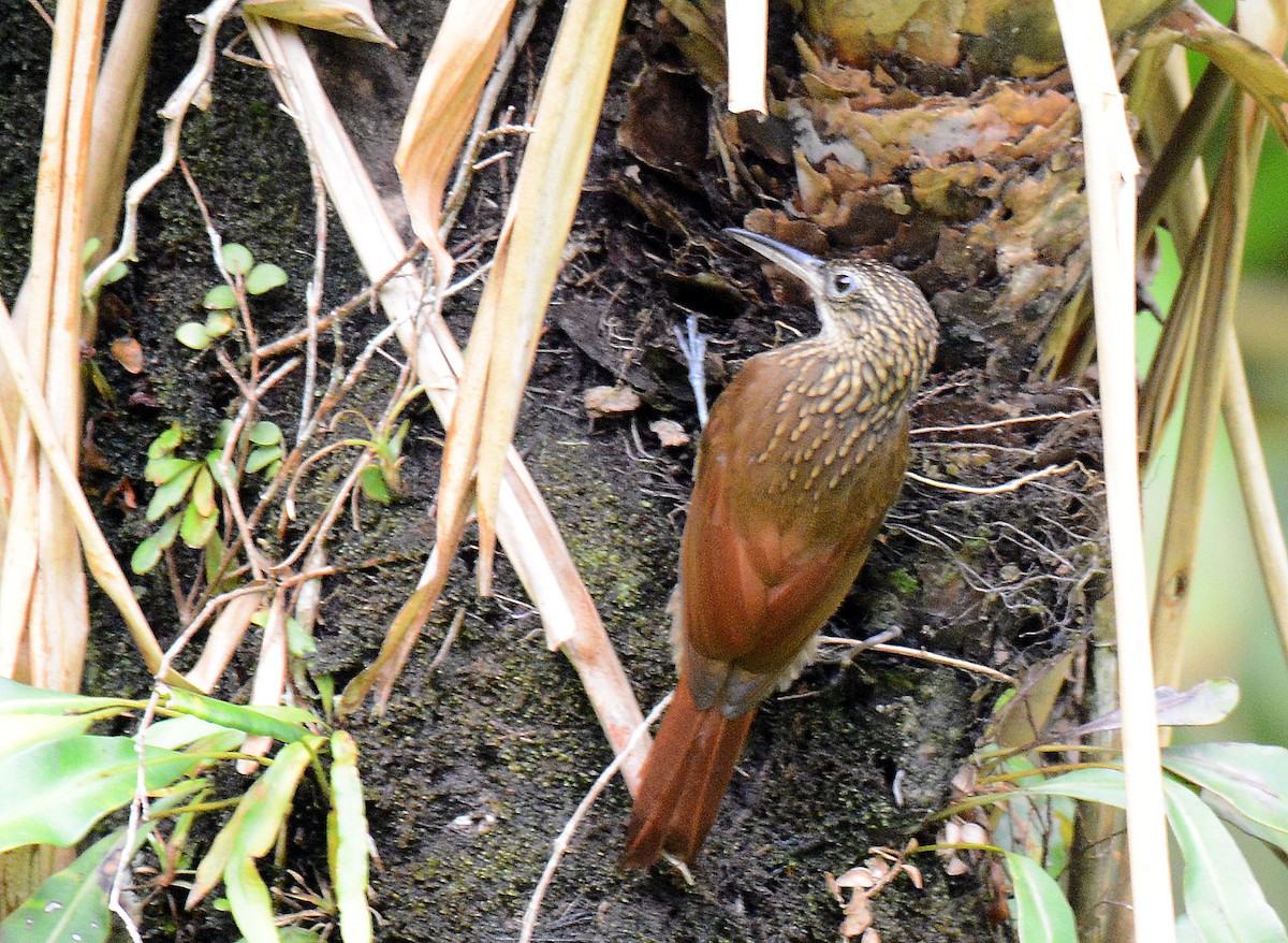 Streak-headed Woodcreeper - ML171673471