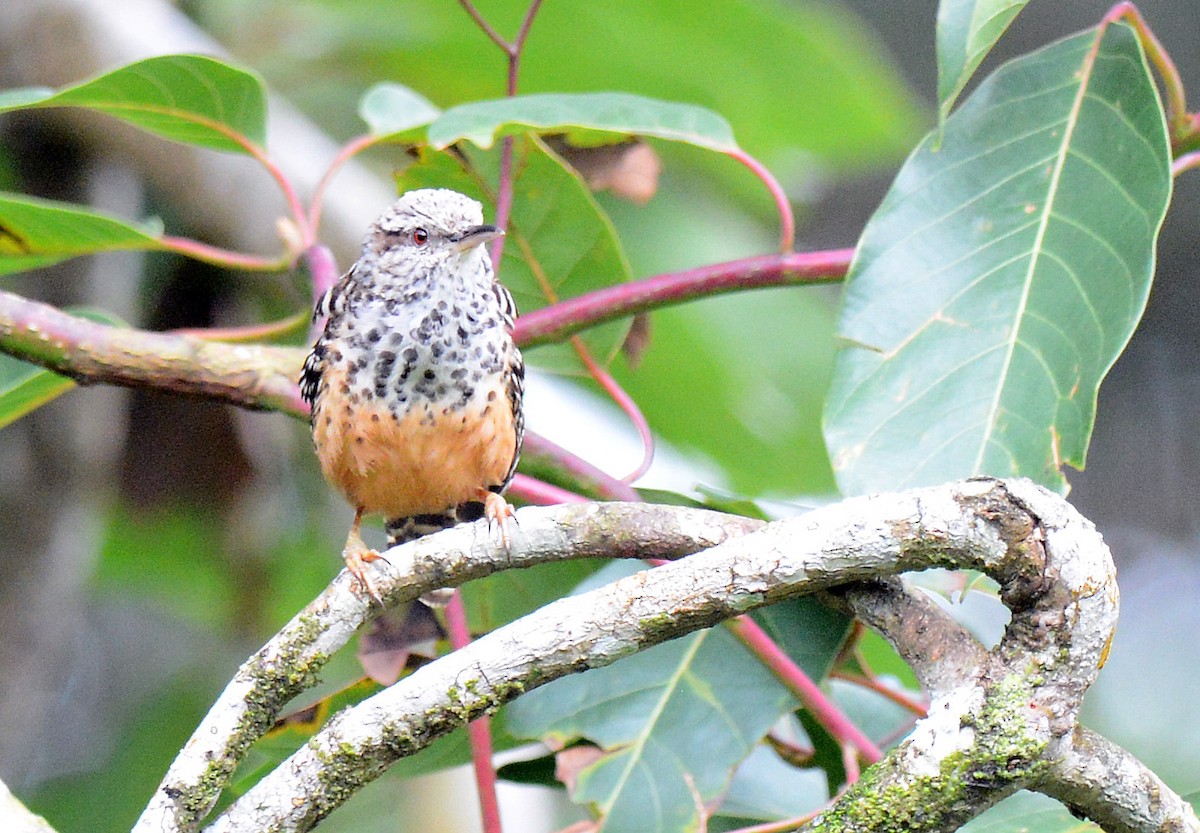 Band-backed Wren - ML171673521