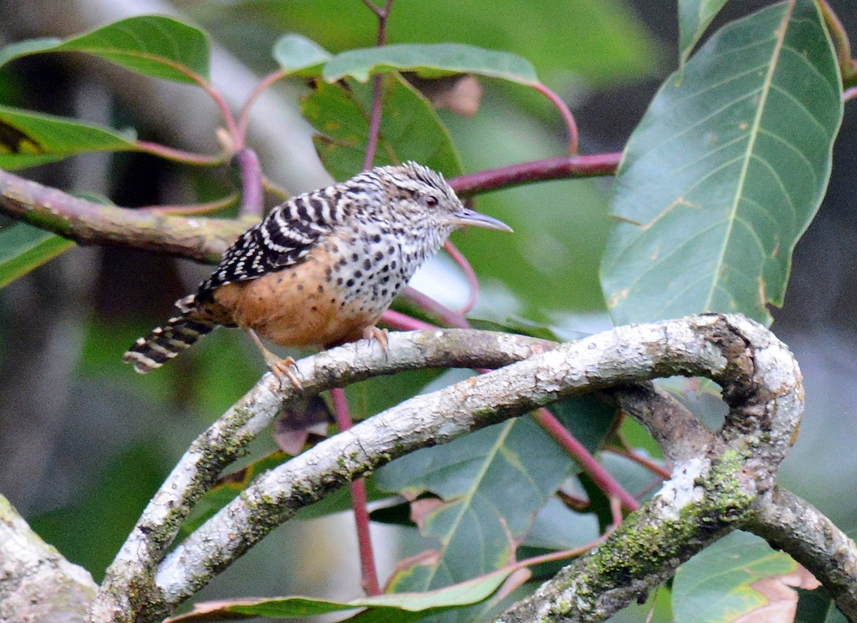 Band-backed Wren - ML171673531