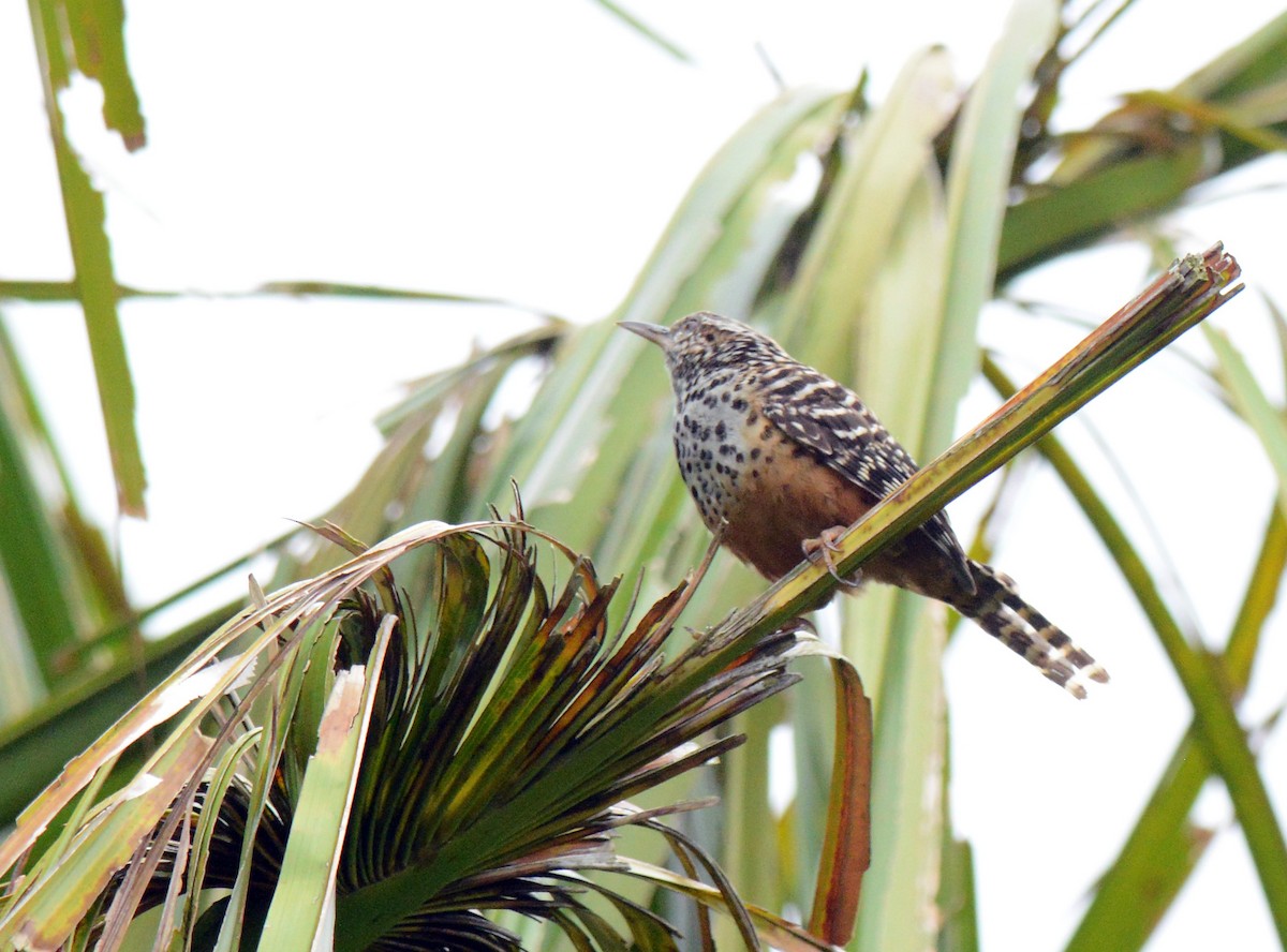 Band-backed Wren - ML171673541