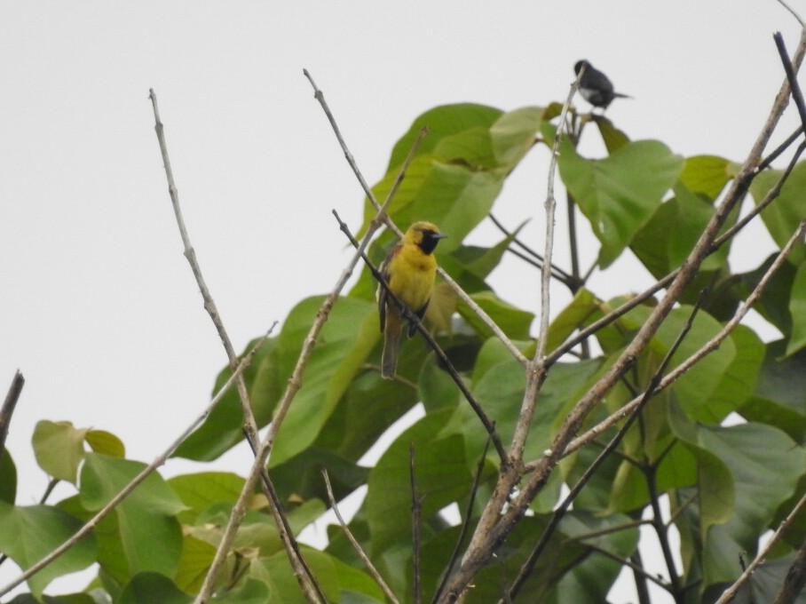 Orchard Oriole - Daniel Garrigues