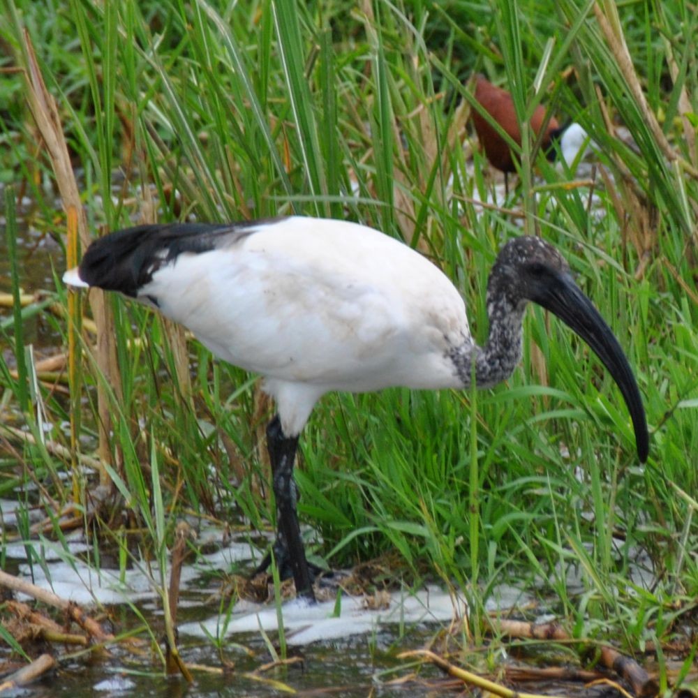 African Sacred Ibis - ML171673721