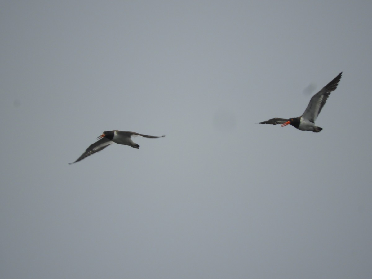 American Oystercatcher - ML171674531