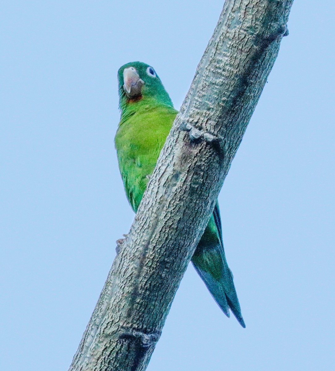 Orange-chinned Parakeet - Susan Mac