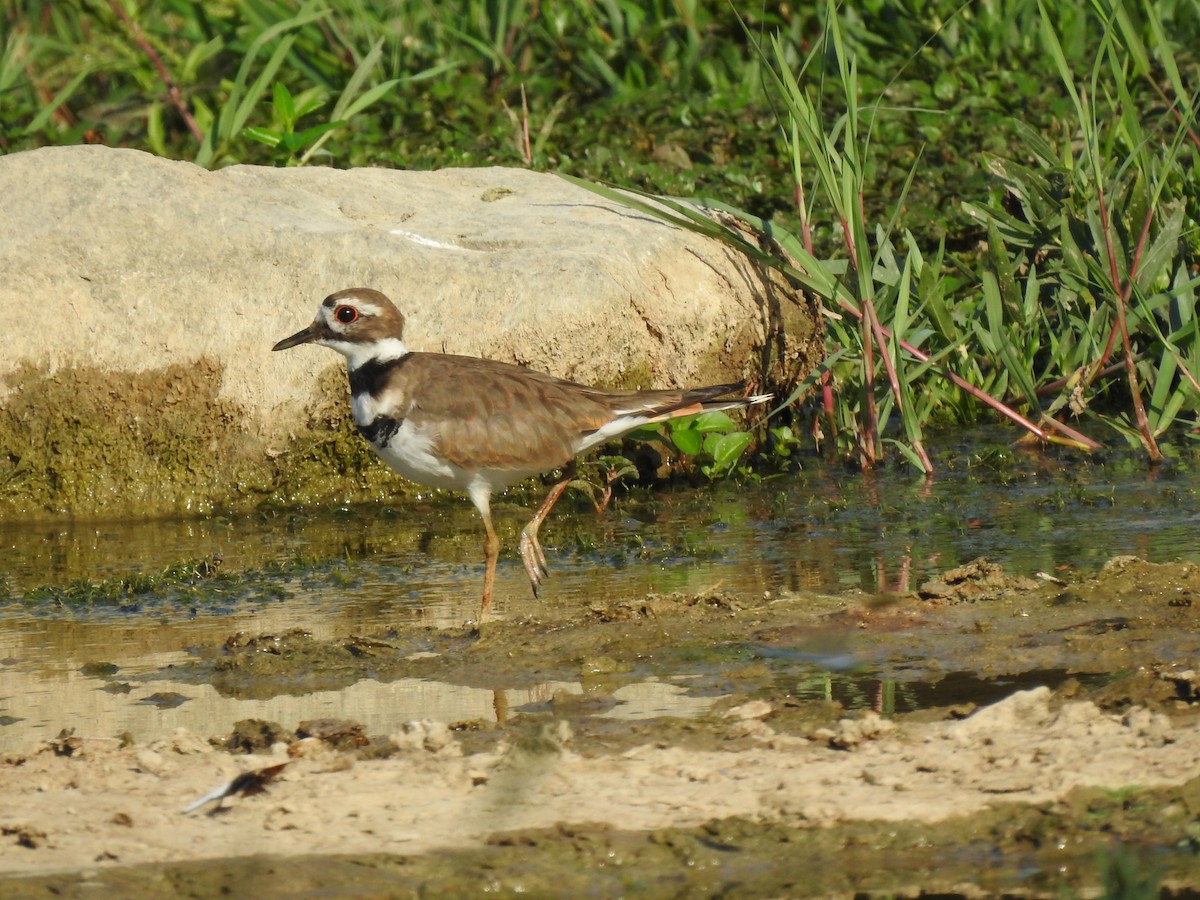Killdeer - ML171676481