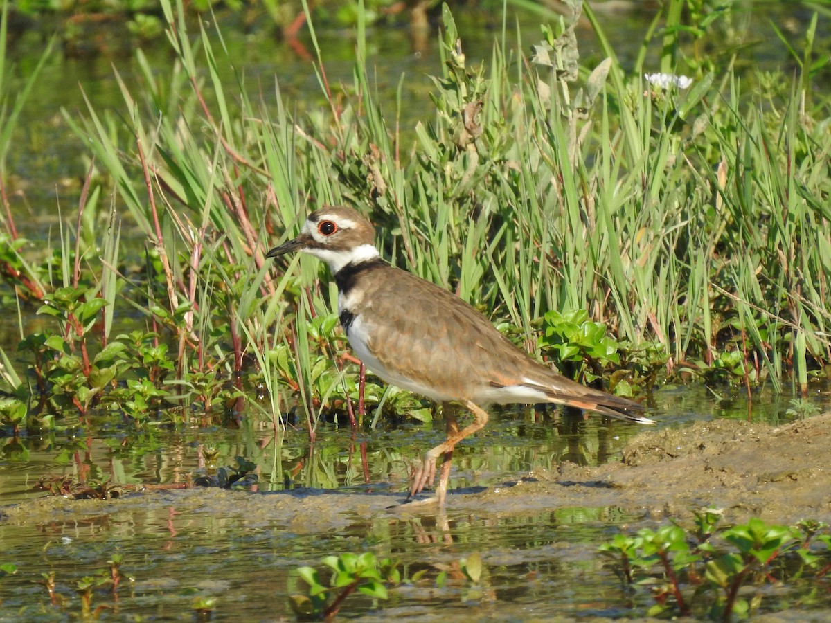Killdeer - ML171676511