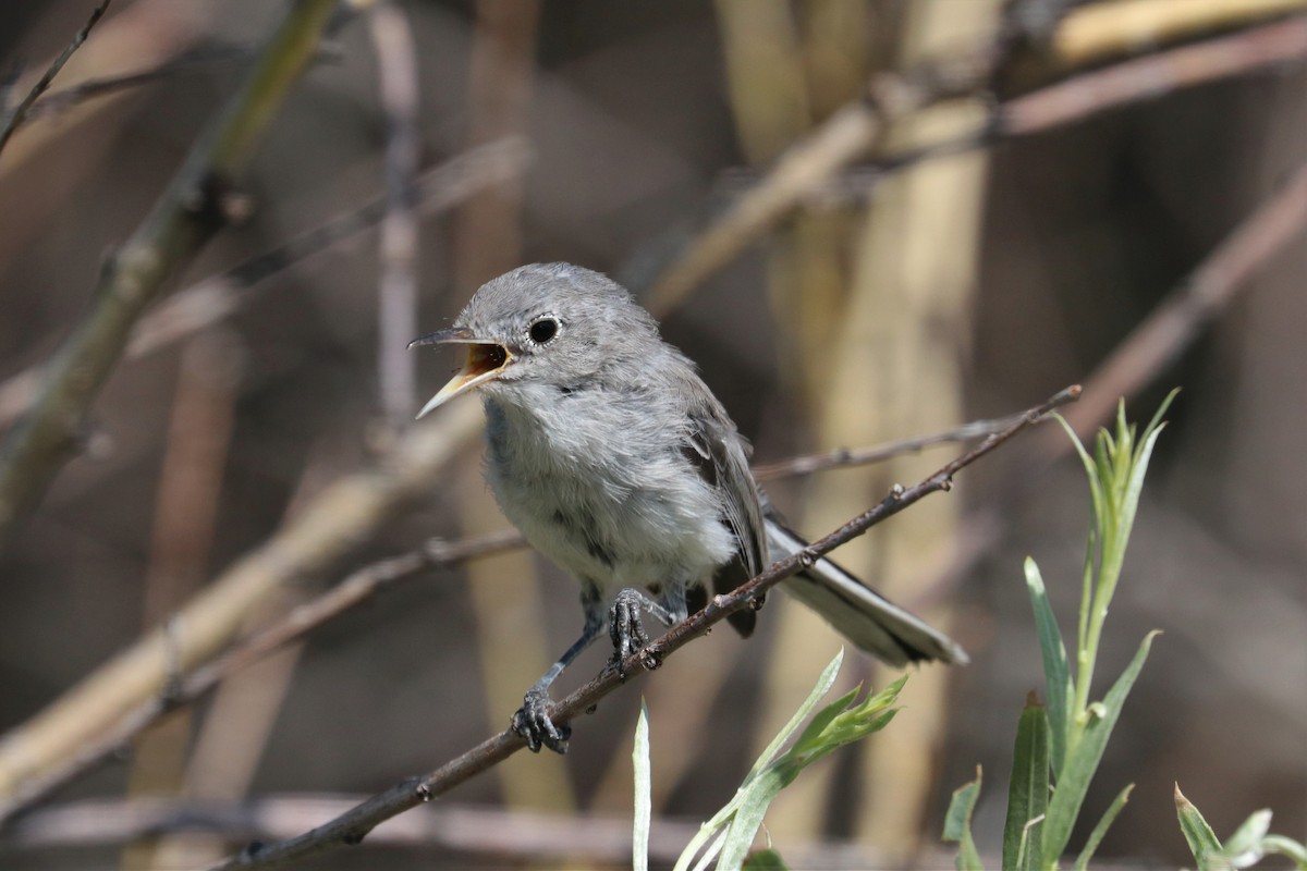 Blue-gray Gnatcatcher - ML171676861
