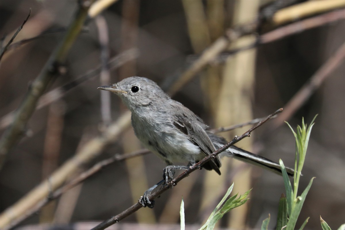 Blue-gray Gnatcatcher - ML171676871