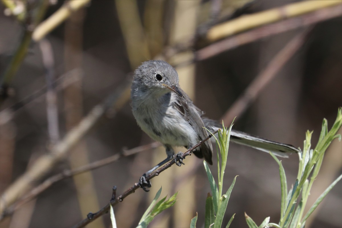 Blue-gray Gnatcatcher - ML171676881