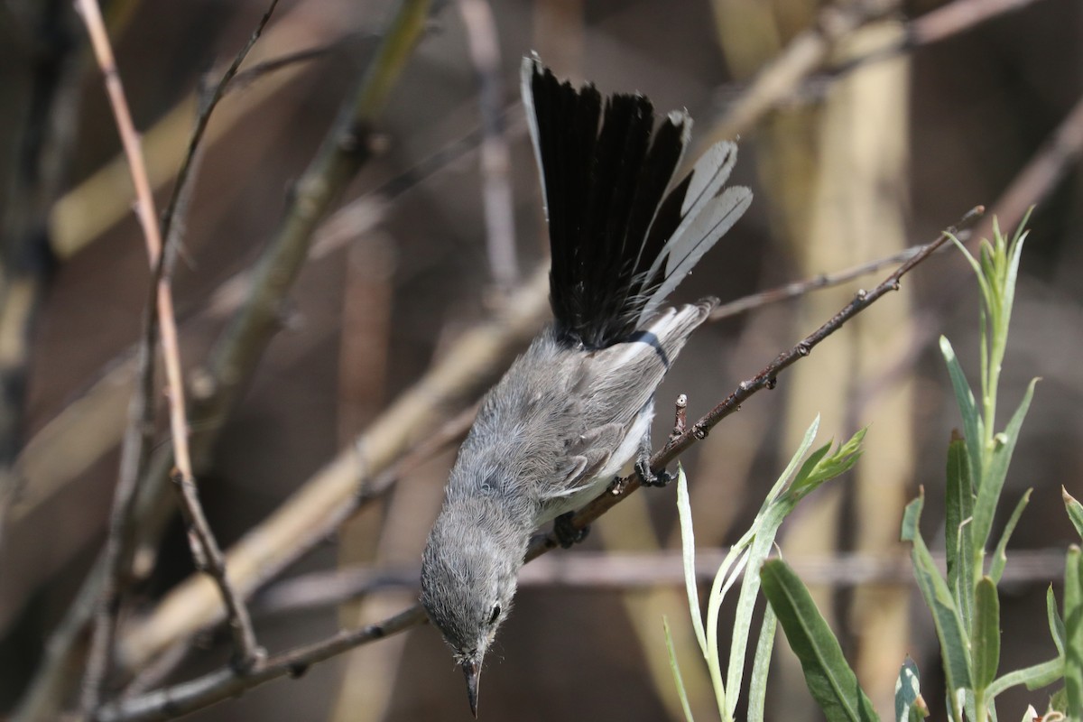 Blue-gray Gnatcatcher - ML171676921