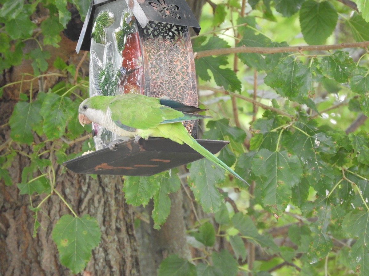 Monk Parakeet - Lisa Scheppke