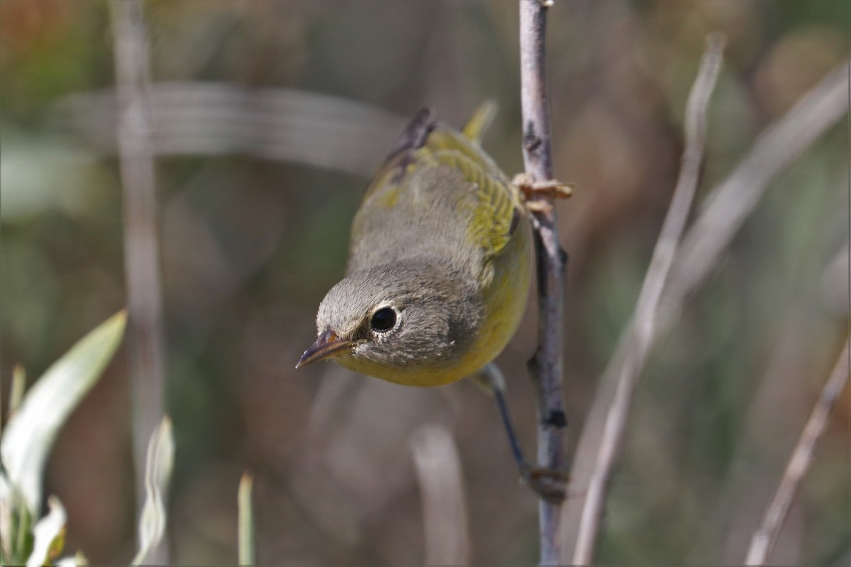 Nashville Warbler - ML171677961
