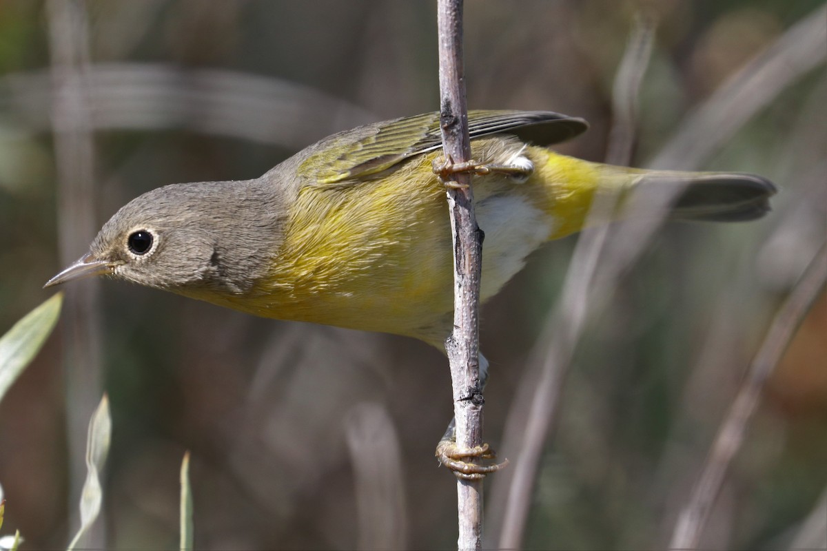 Nashville Warbler - ML171677971
