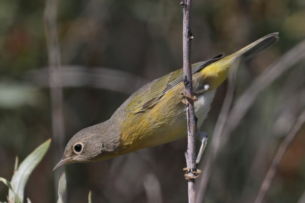 Nashville Warbler - ML171677981