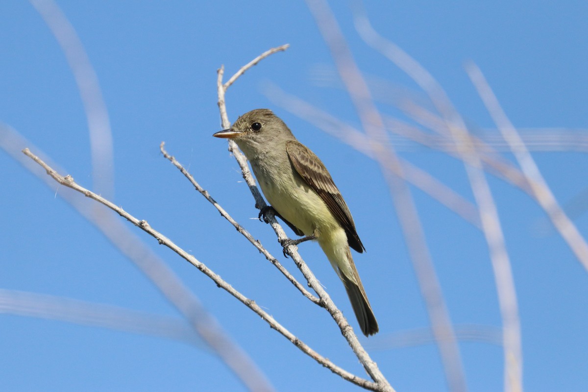 Willow Flycatcher - ML171678331