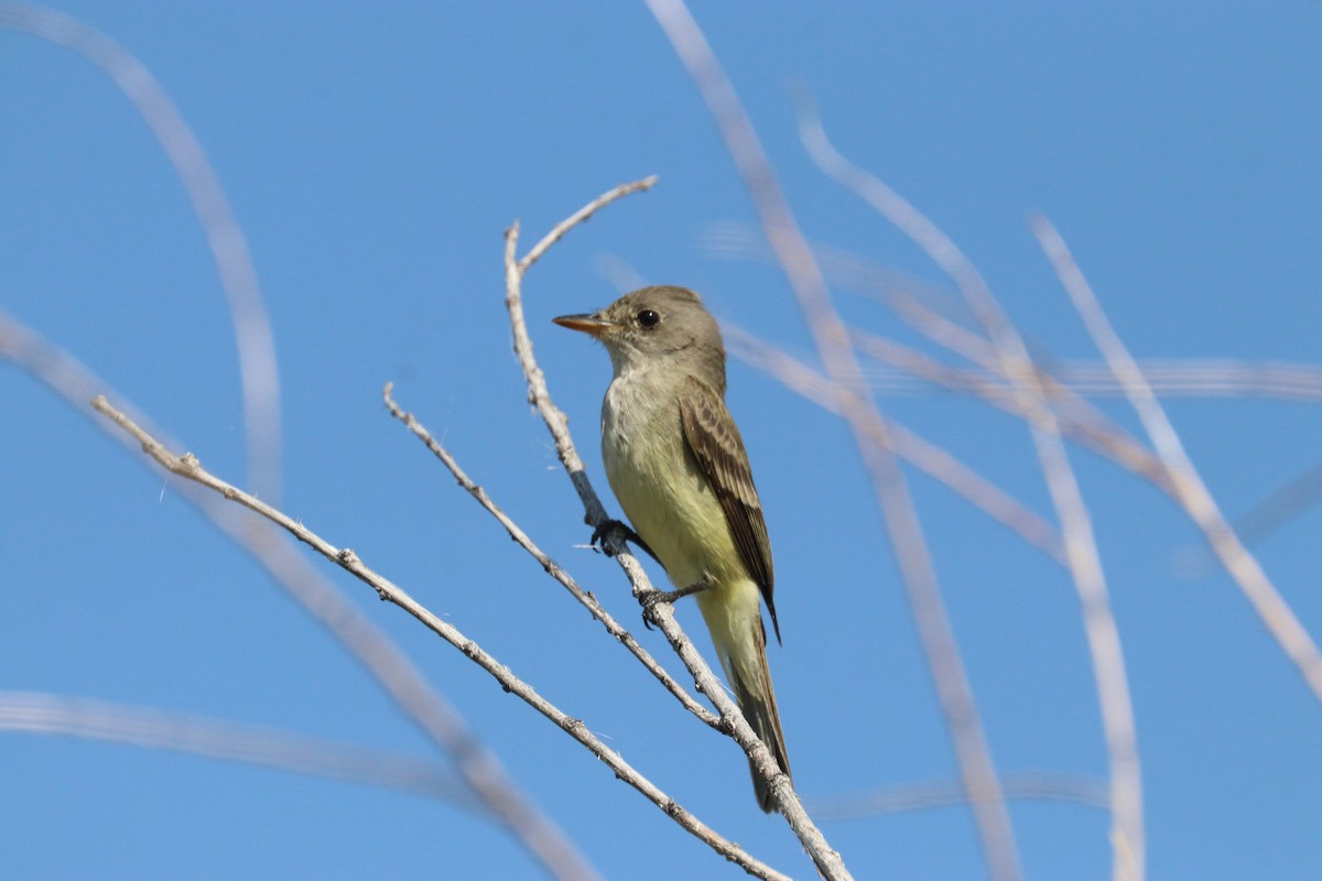 Willow Flycatcher - ML171678361