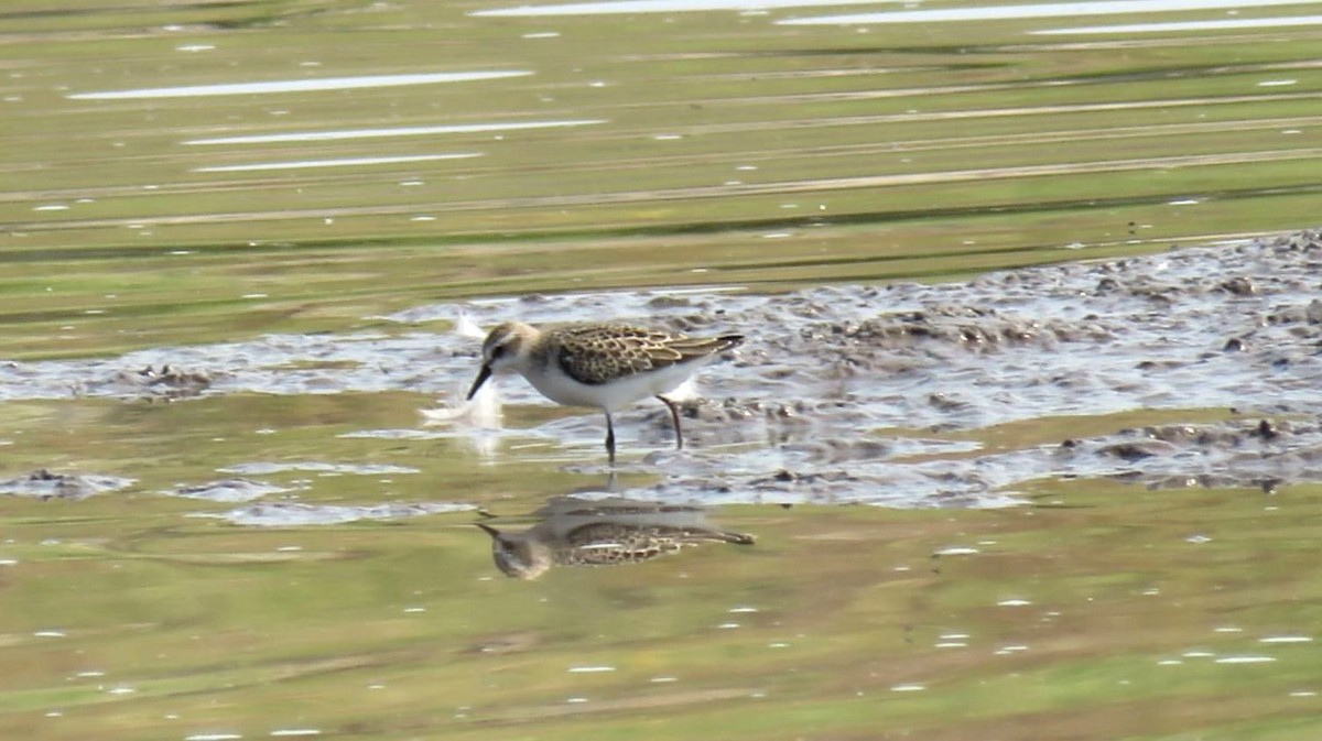 Semipalmated Sandpiper - shawn richmond