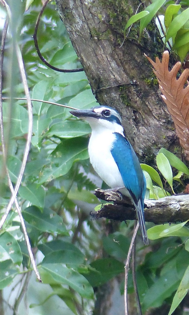 Pacific Kingfisher - ML171680331