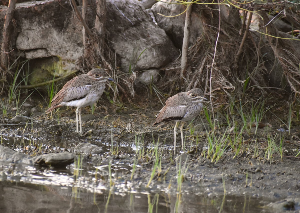 Water Thick-knee - Stuart Malcolm