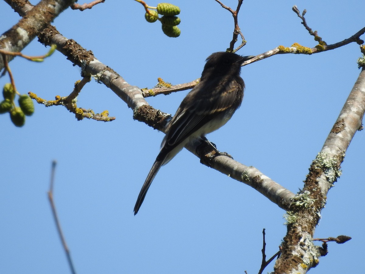 Black Phoebe - Tristan Jobin