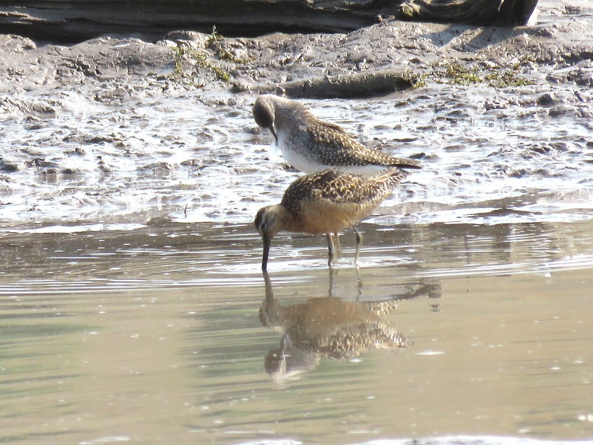 Long-billed Dowitcher - ML171680761
