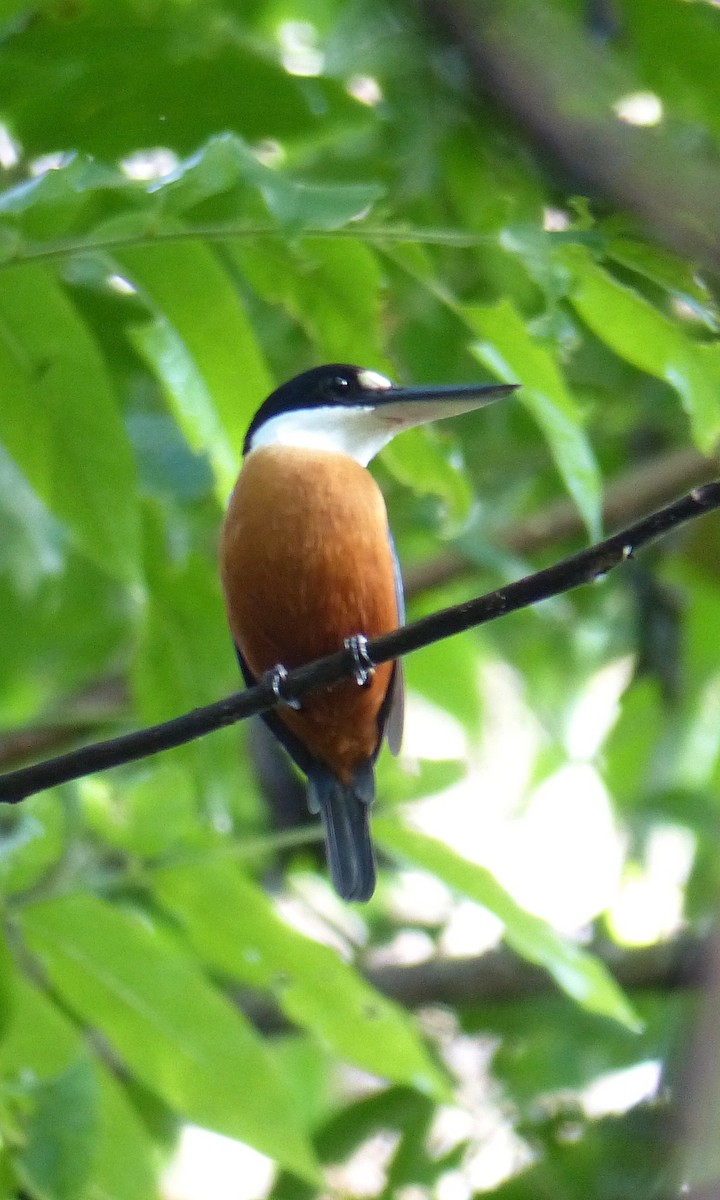 ledňáček vanuatský - ML171681281