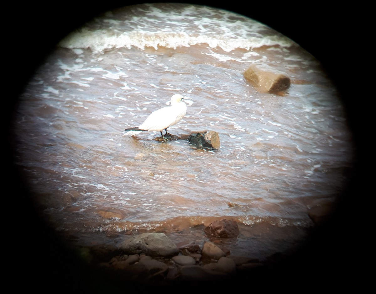 Northern Gannet - ML171682101