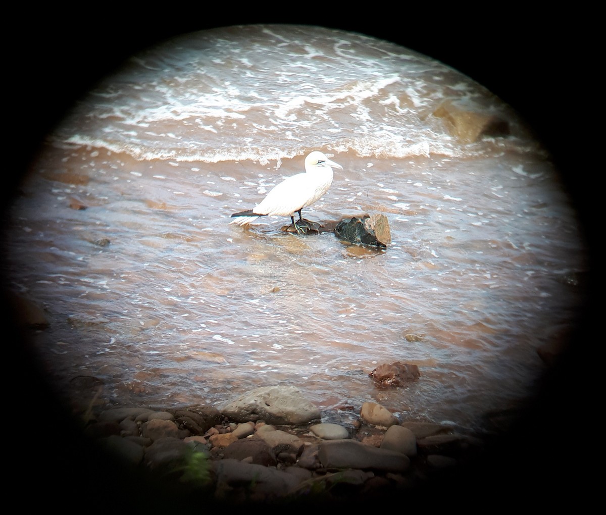 Northern Gannet - ML171682111