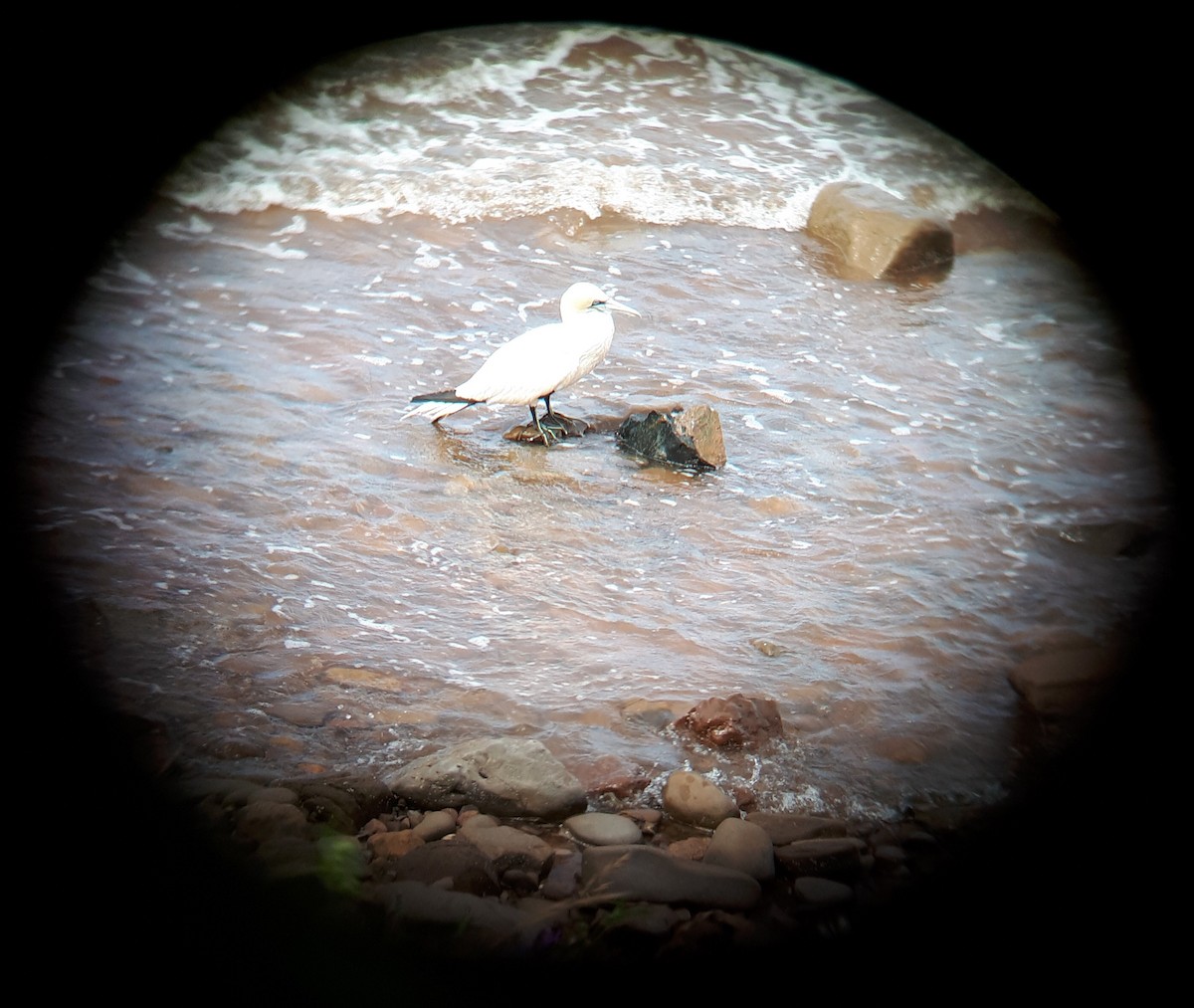 Northern Gannet - ML171682141