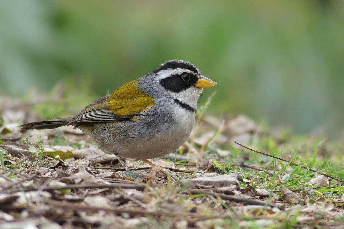 Moss-backed Sparrow - ML171686011