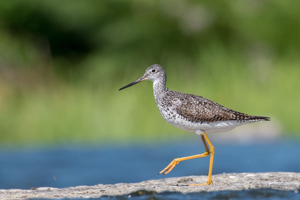 Greater Yellowlegs - ML171687761