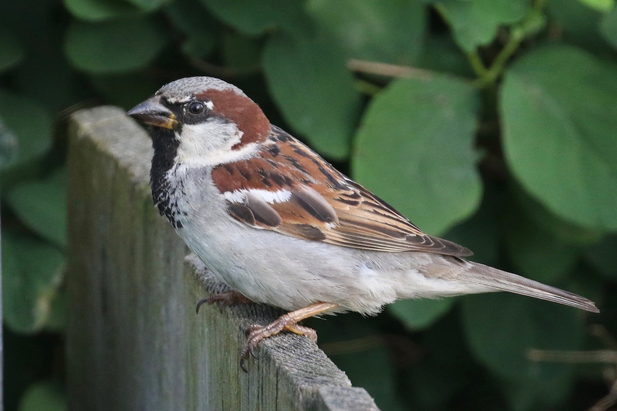 House Sparrow - Alvan Buckley