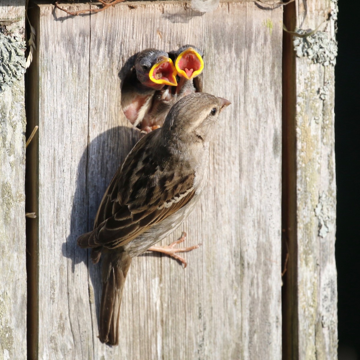 House Sparrow - Alvan Buckley