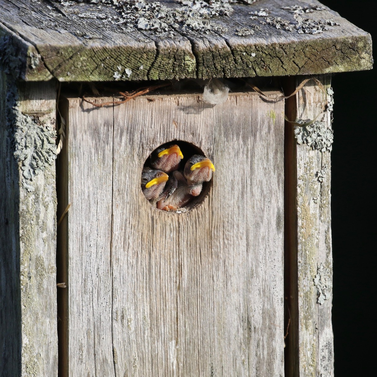 House Sparrow - ML171687881