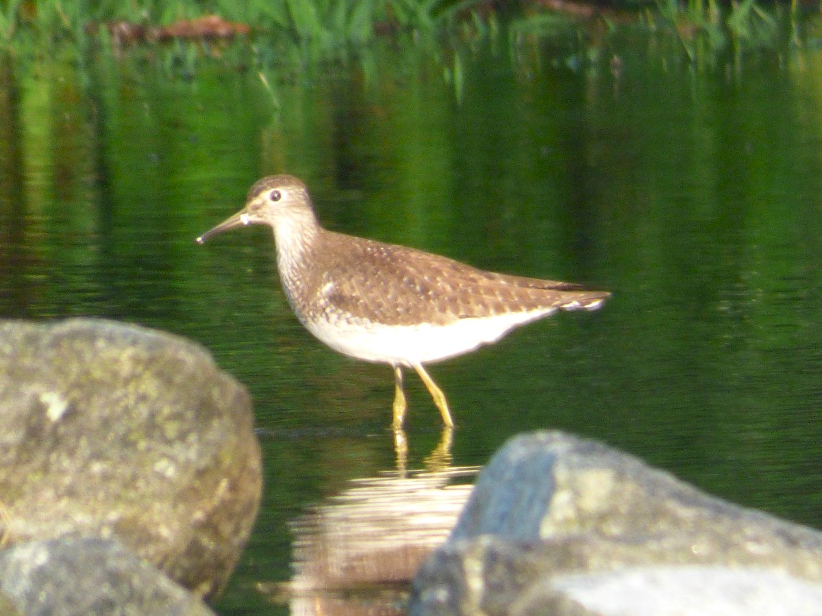 Solitary Sandpiper - Mary  McMahon