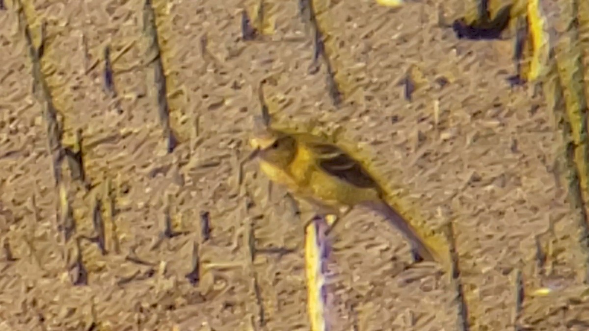 Orchard Oriole - ML171688411